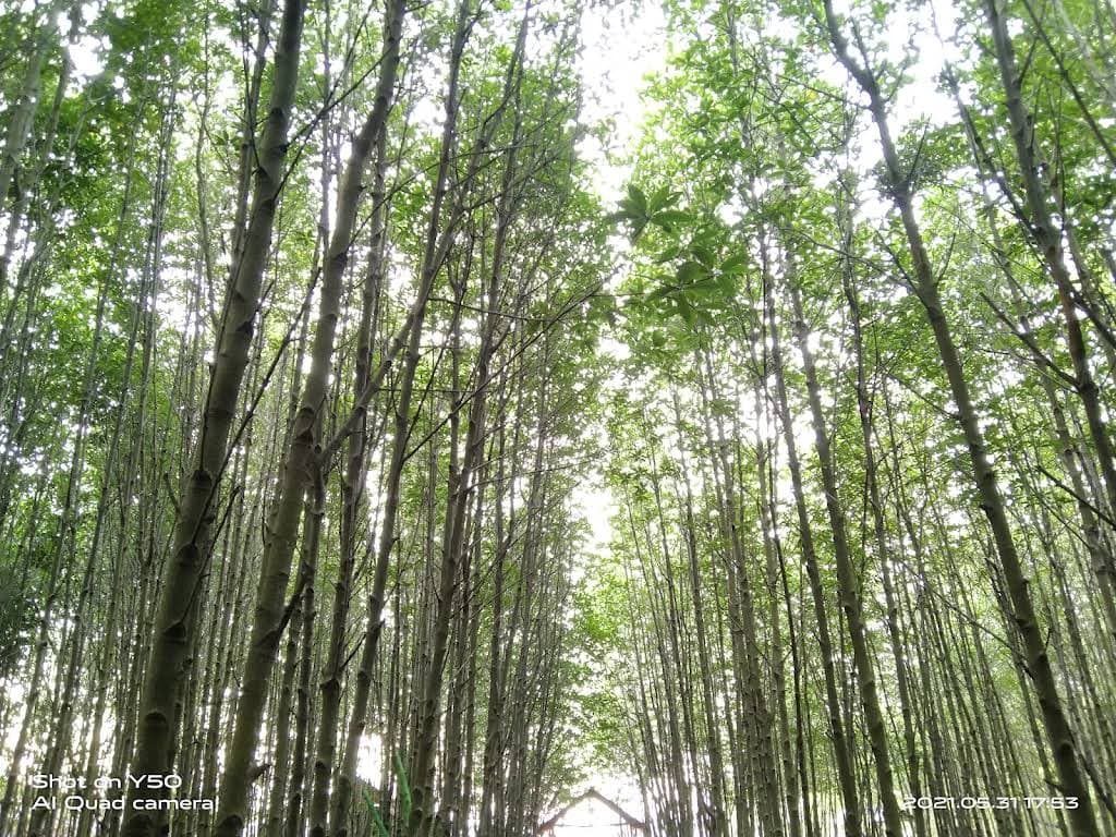 Bandar Bakau Dumai thumbnail 9