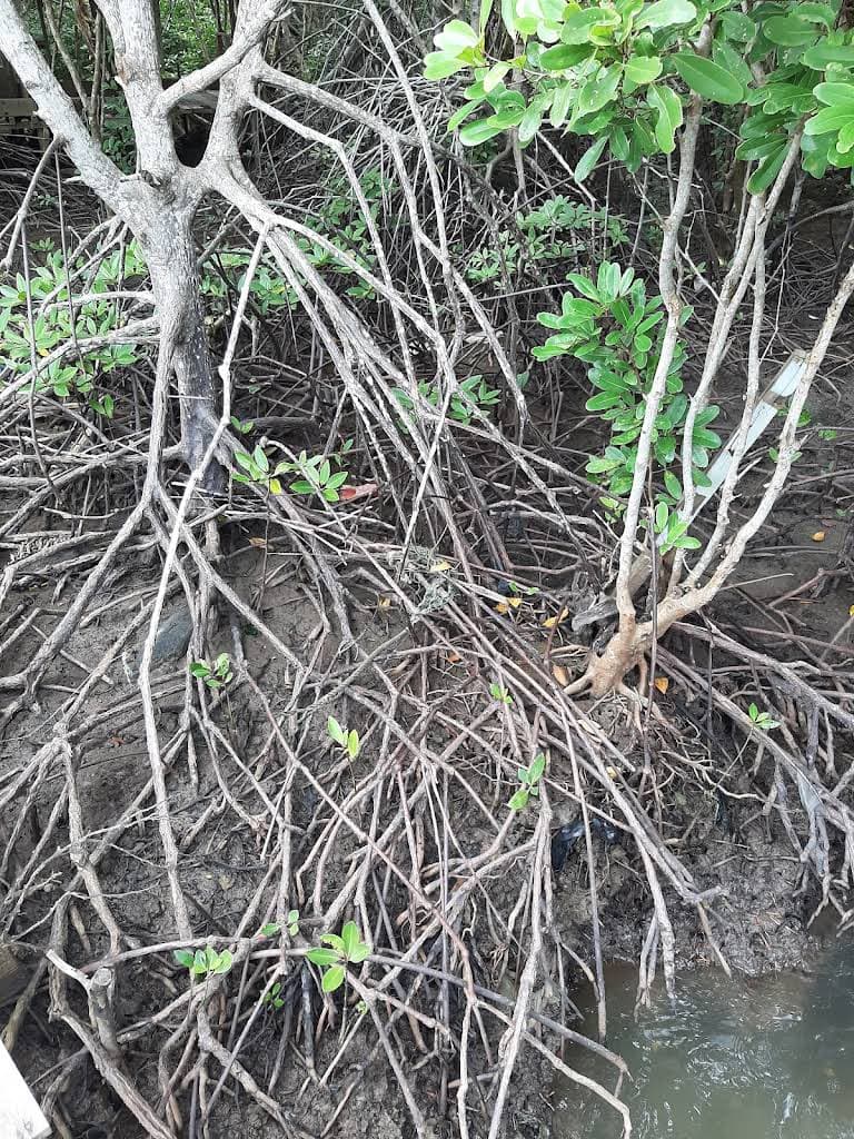 Bandar Bakau Dumai thumbnail 14