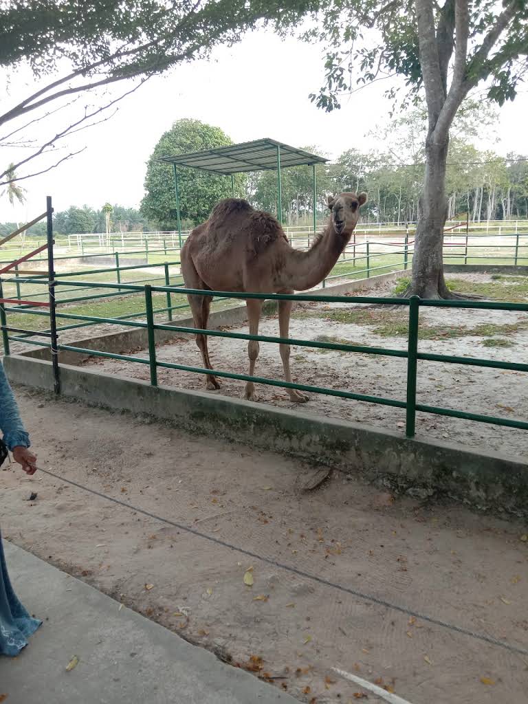 Dumai Ecopark thumbnail 4