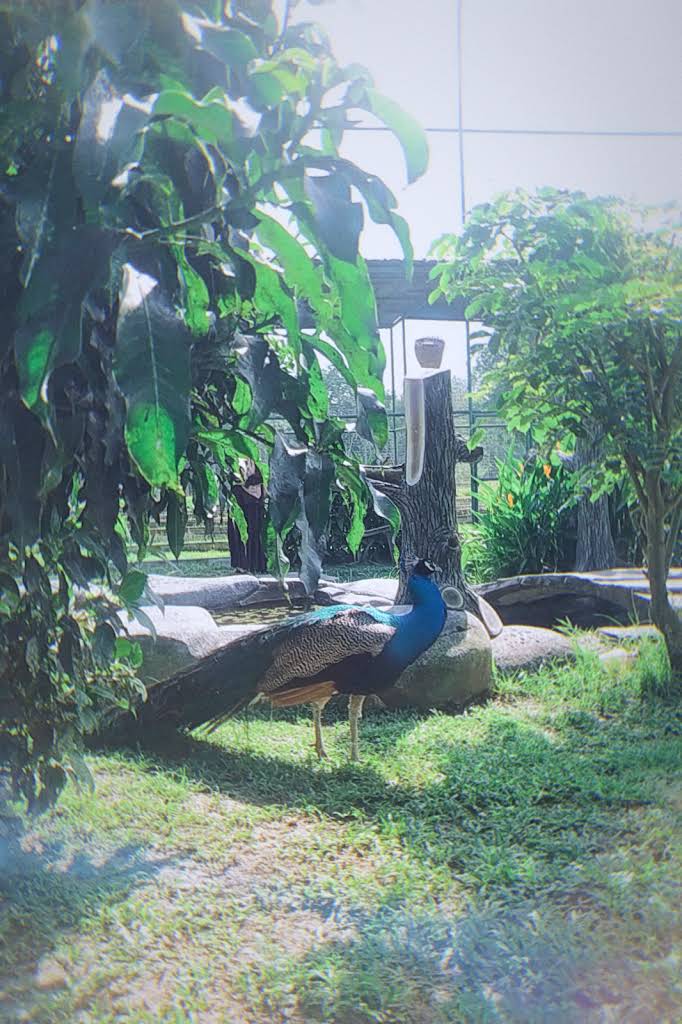 Dumai Ecopark thumbnail 6