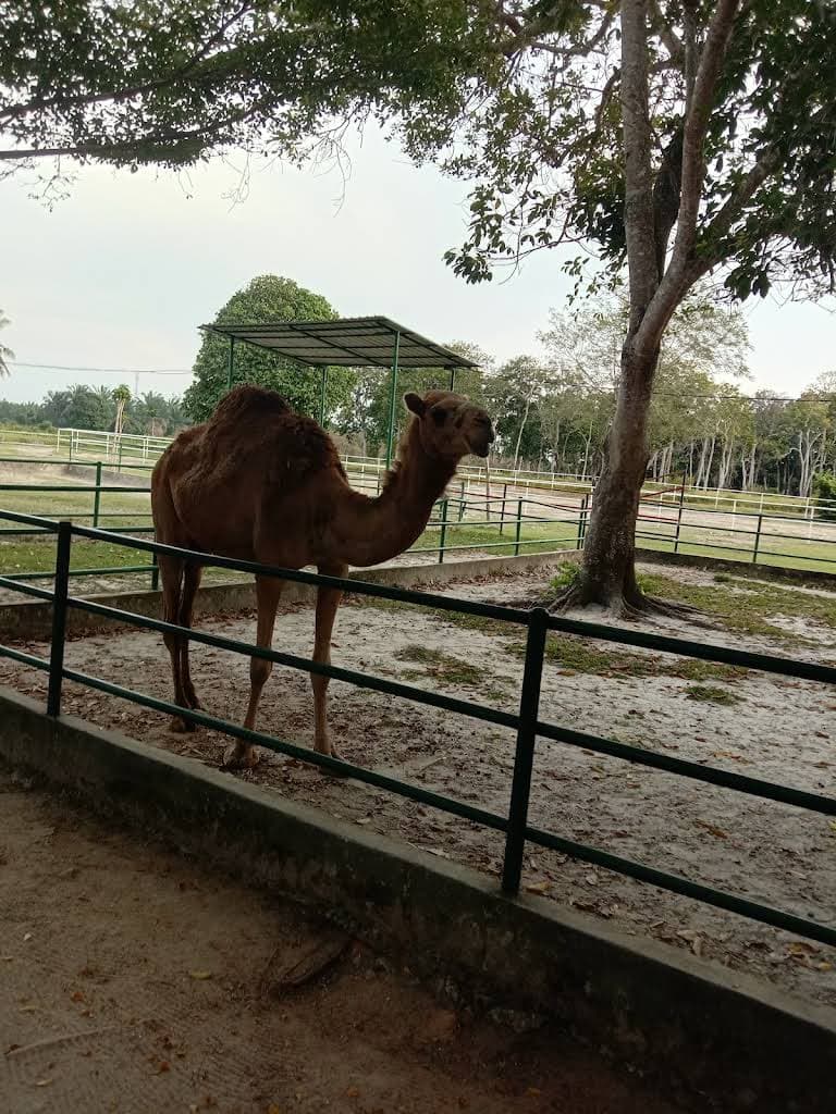 Dumai Ecopark thumbnail 7